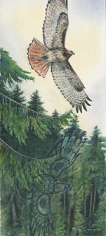 Redtailed Hawk